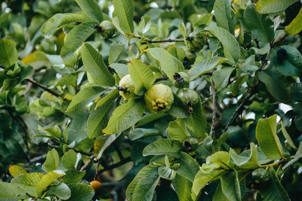 Daun jambu biji