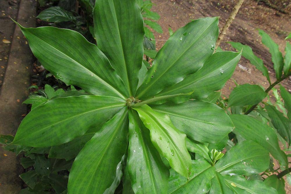 Daun insulin