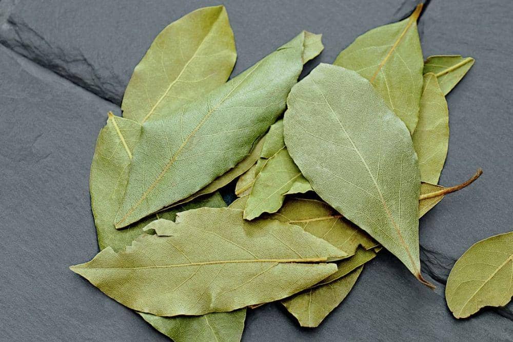 Daun salam
