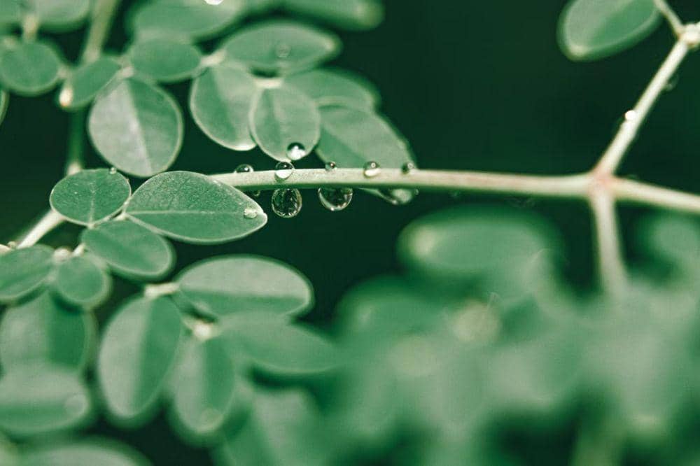 Daun kelor