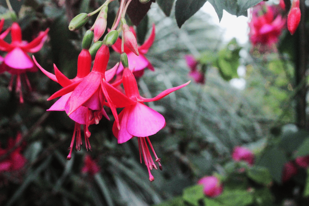 Bunga fusia