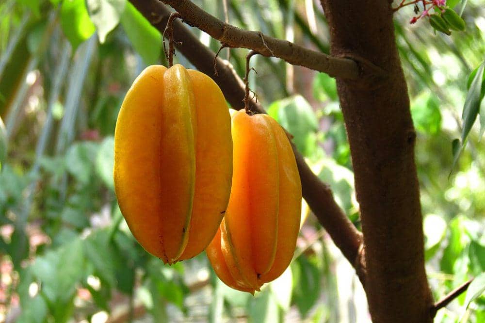Agrowisata belimbing dewa Depok