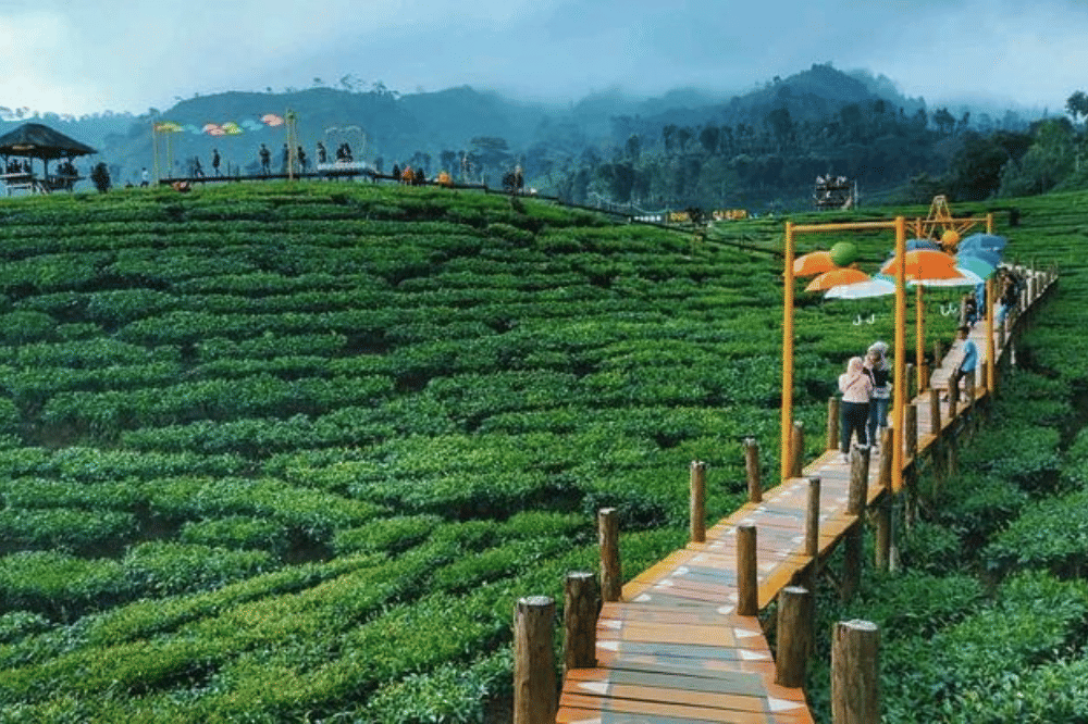 Kebun teh Gunung Gambir