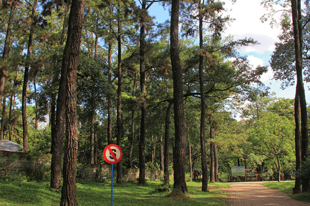 Taman hutan punti kayu