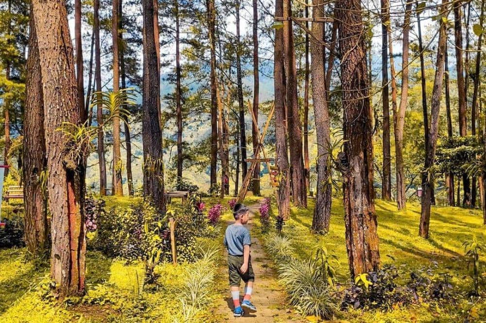 Hutan pinus nongko ijo