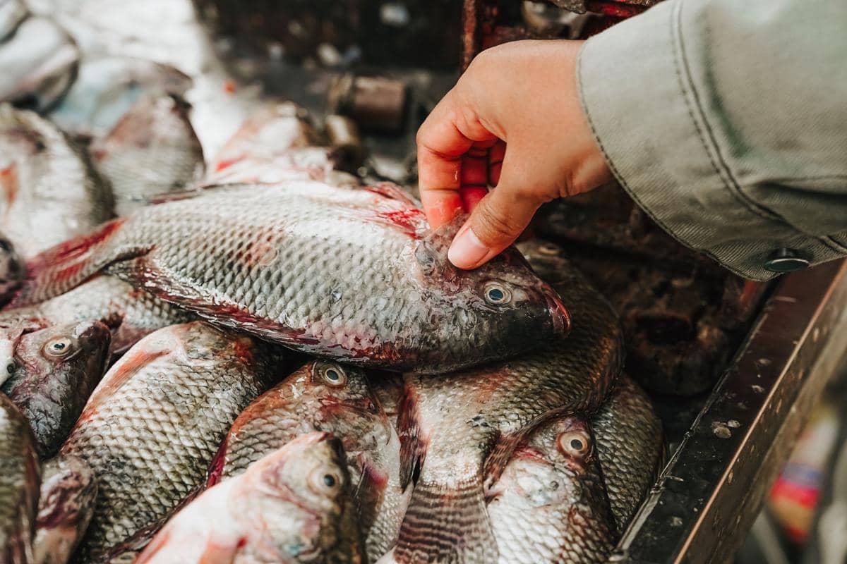 Umur Berapa Bayi Boleh Makan Ikan? Perhatikan Konsumsi yang Aman