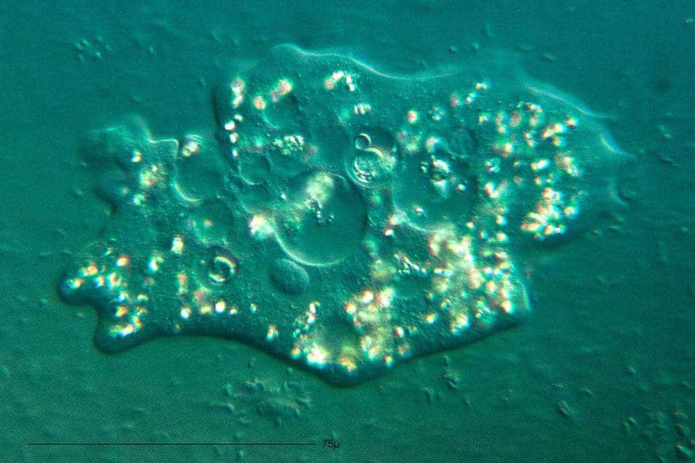 Apa Itu Naegleria fowleri?