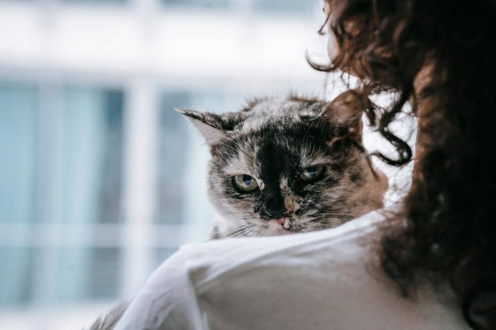 cara aman anak bermain dengan kucing