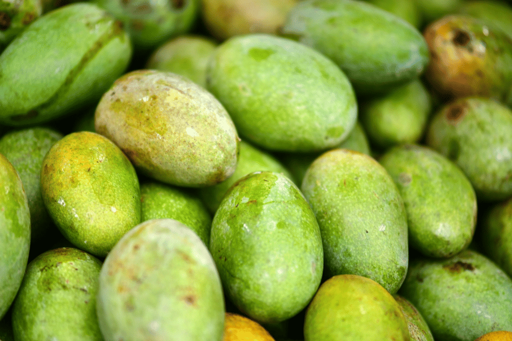 Mangga muda