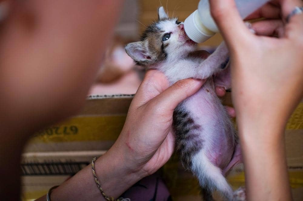 memelihara kucing dengan aman
