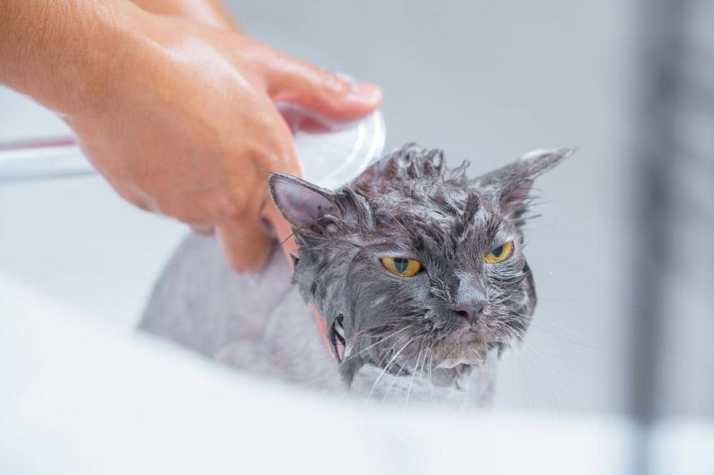 Menjaga kebersihan kucing peliharaan
