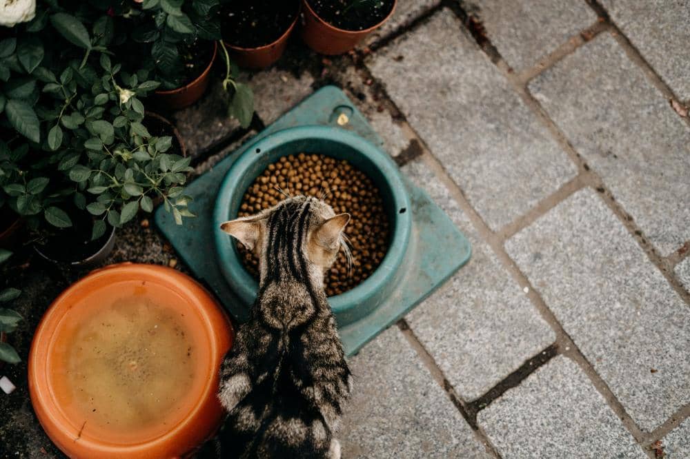 cara merawat kucing di rumah