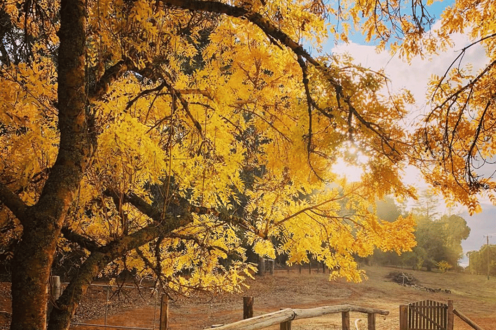 Golden Valley Tree Park