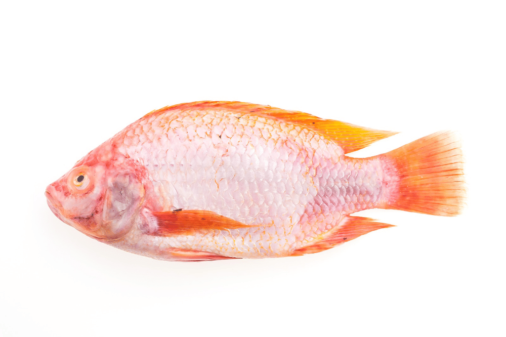 5 Manfaat Ikan Nila untuk Bayi, Bantu Optimalkan Otak si Kecil