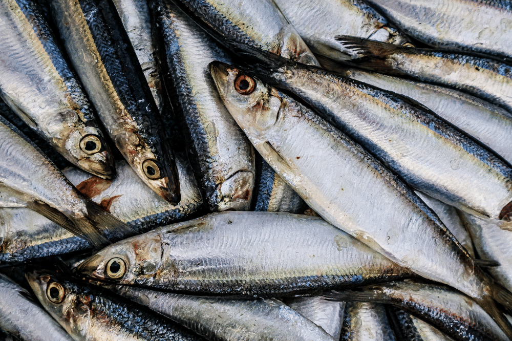 5 Manfaat Ikan Sarden untuk Bayi yang Bantu Memperkuat Tulang