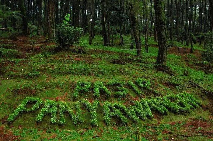 Bukit Pinus Panyawangan 