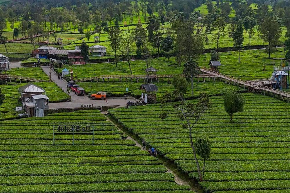 Kebun teh Panama