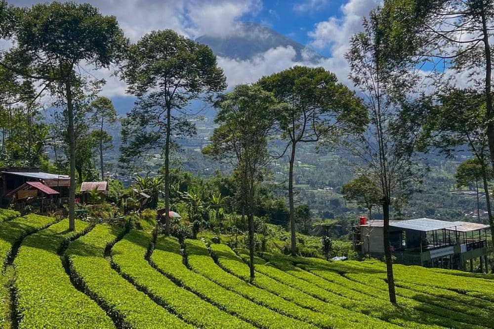 5 Wisata Alam Wonosobo yang Adem dan Instagramable