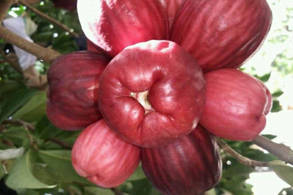 Jambu bol gondang manis