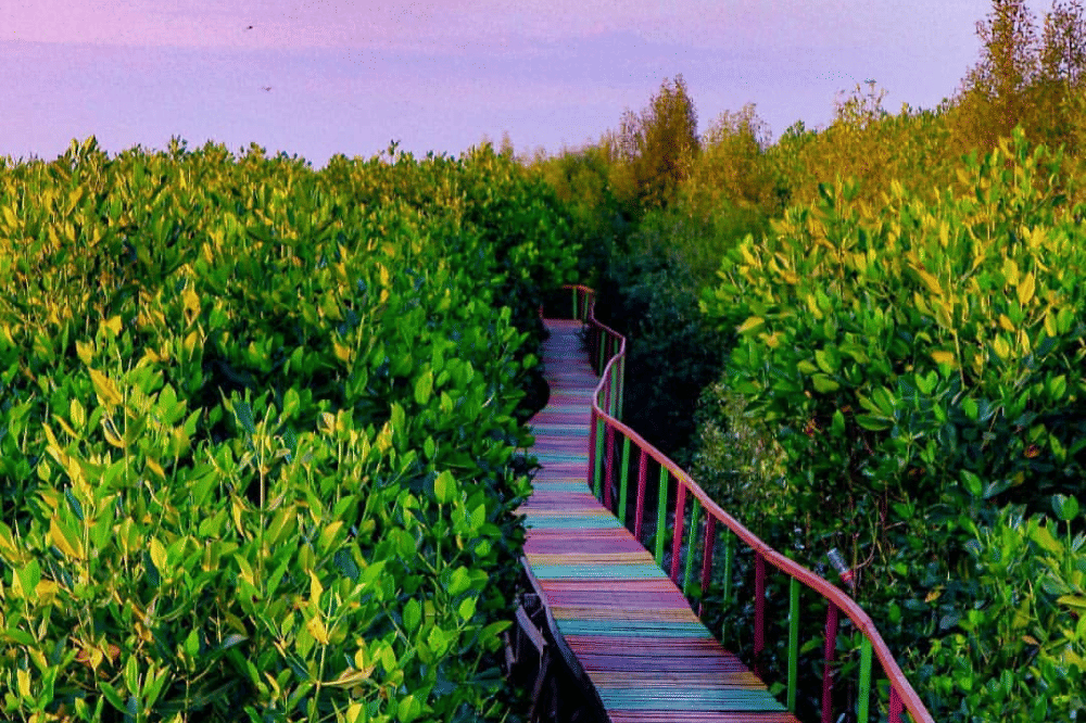 Wisata mangrove lantebung
