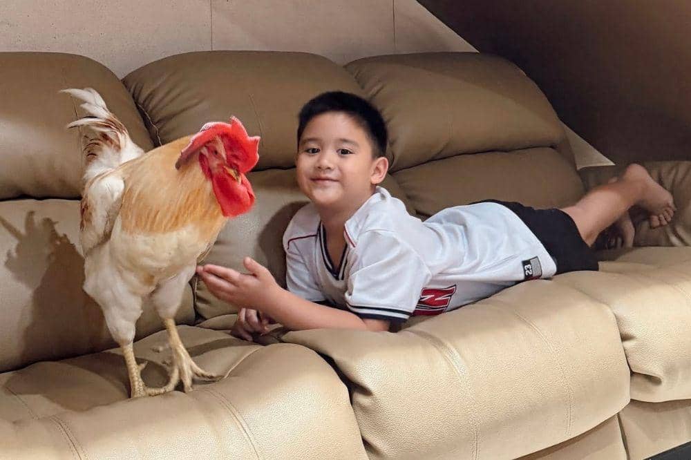 Gemasnya Athar Anak Citra Kirana Bertemu Lagi dengan Ayam Kesayangan