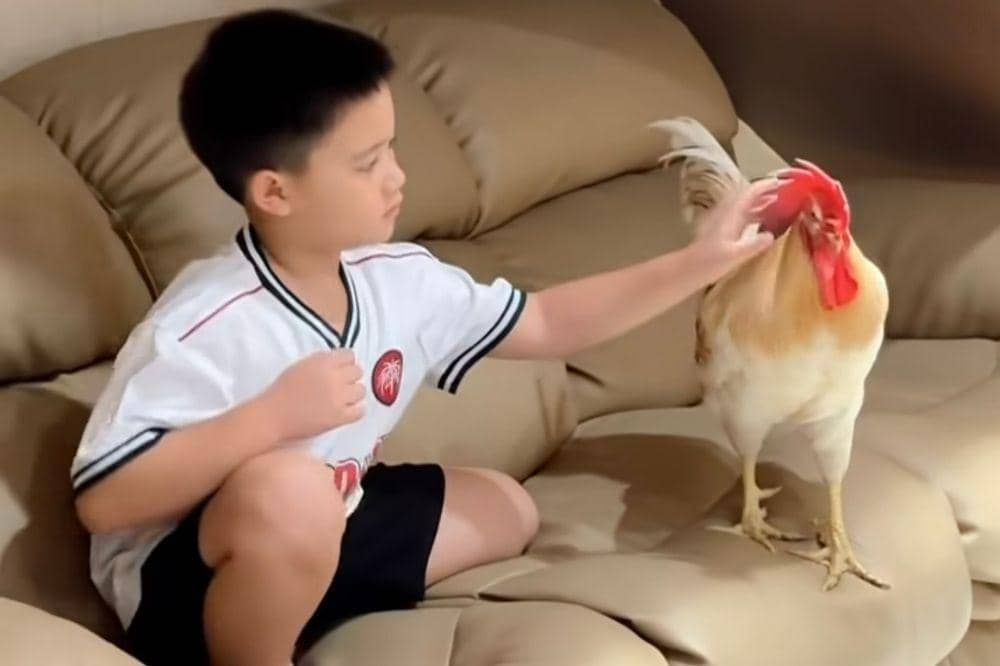 Athar bertemu lagi dengan ayam kesayangan 2