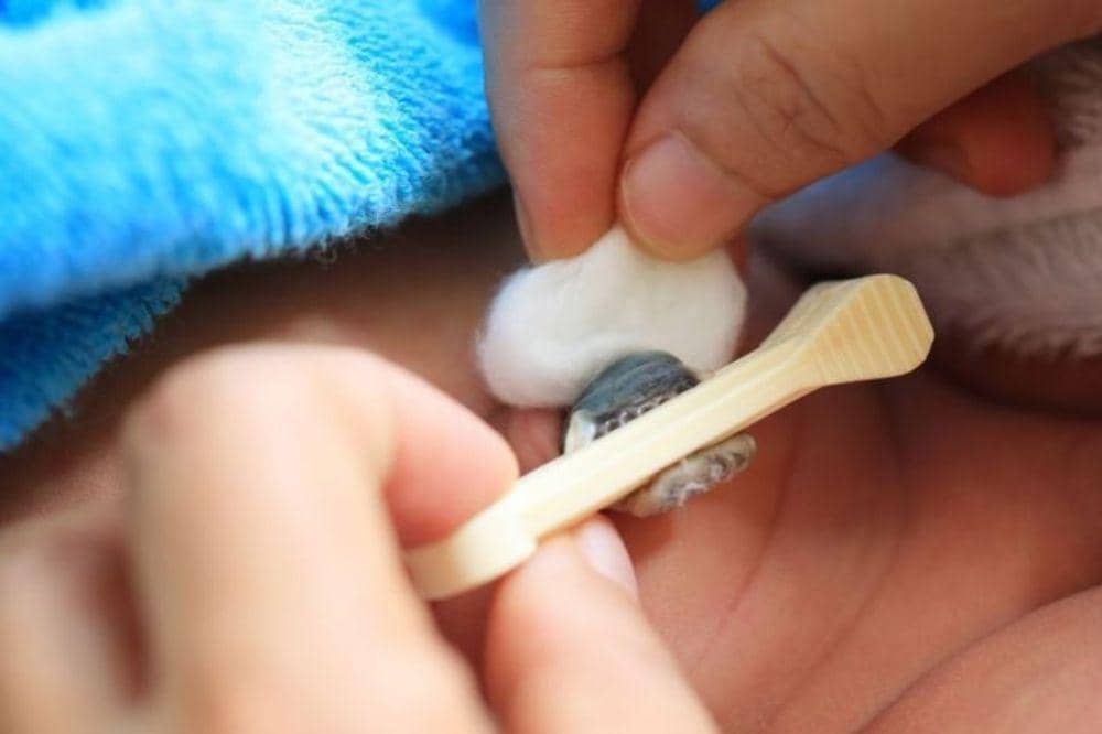 Benarkah bayi tidak boleh dimandikan sebelum tali pusar lepas?
