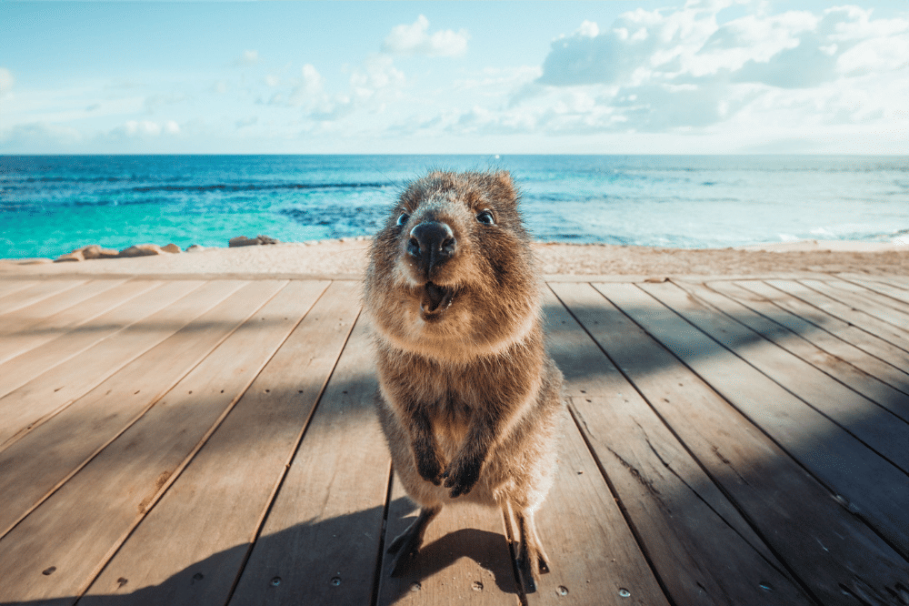 Rottnest Island