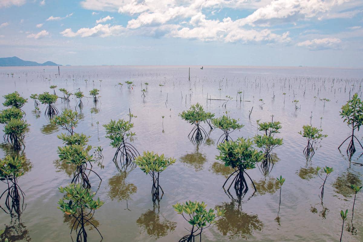Fakta instalasi kapal Pinisi Nusantara Erika RichardoXDus Duk Duk ikut berkontribusi menanam mangrove