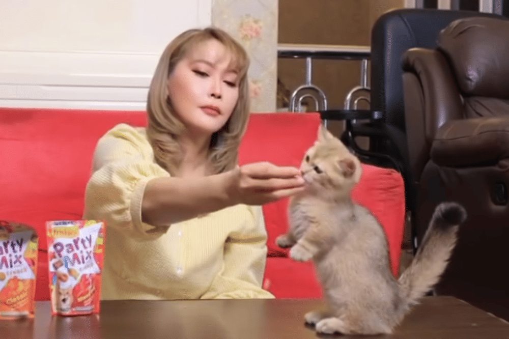 Foto kucing Inul 3