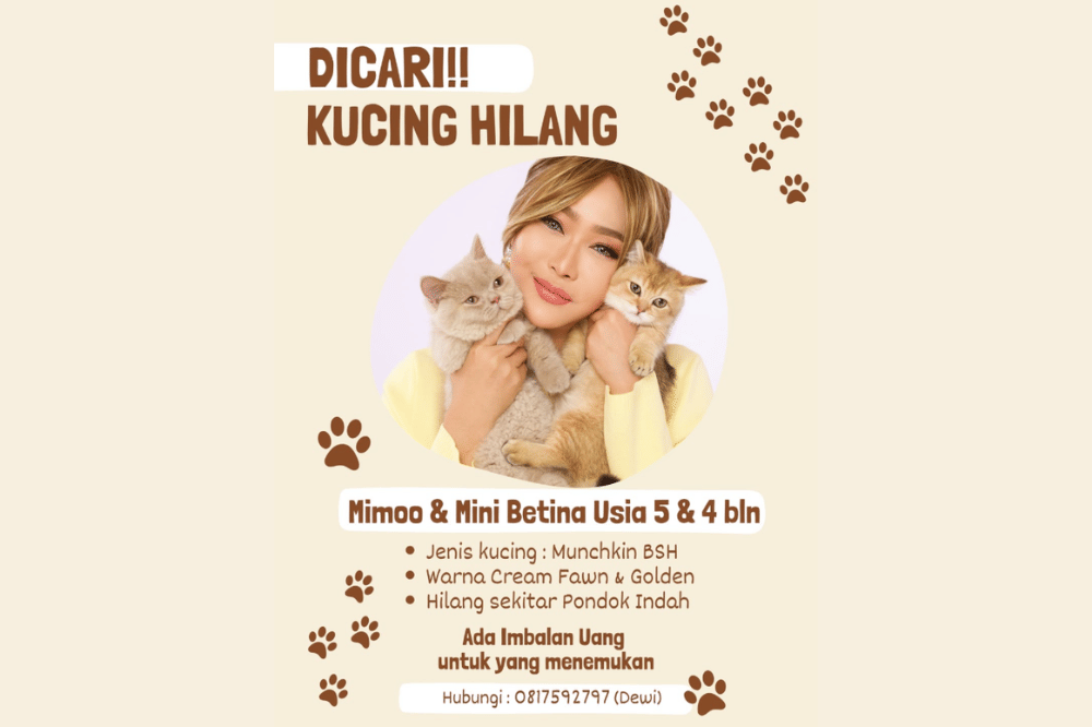 Foto kucing Inul 4