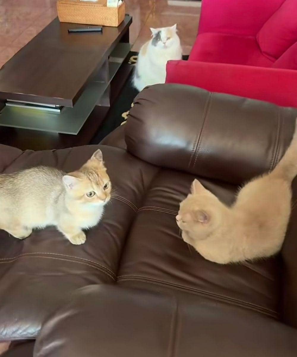 Kucing Inul Daratista Sempat Hilang 3