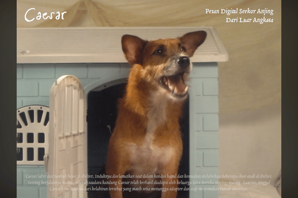 10 Kisah Anjing di Album Visualizer Nadin Amizah