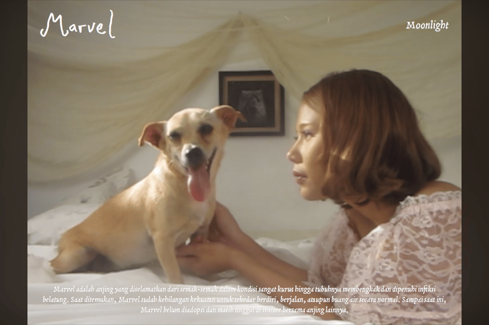 10 Kisah Anjing di Album Visualizer Nadin Amizah