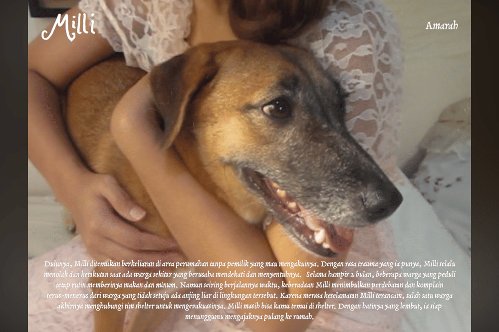 10 Kisah Anjing di Album Visualizer Nadin Amizah