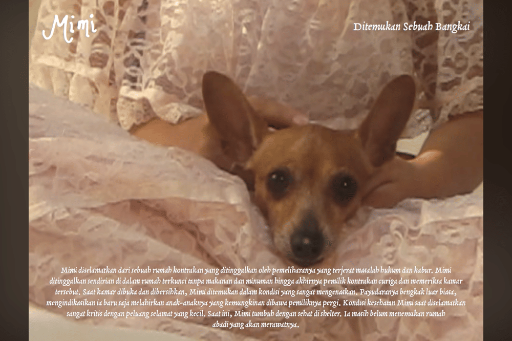 10 Kisah Anjing di Album Visualizer Nadin Amizah