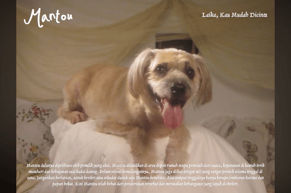 10 Kisah Anjing di Album Visualizer Nadin Amizah