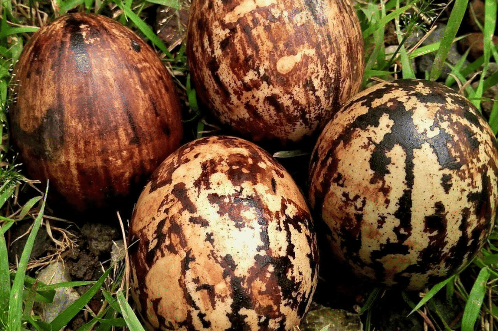 Telur Lurik