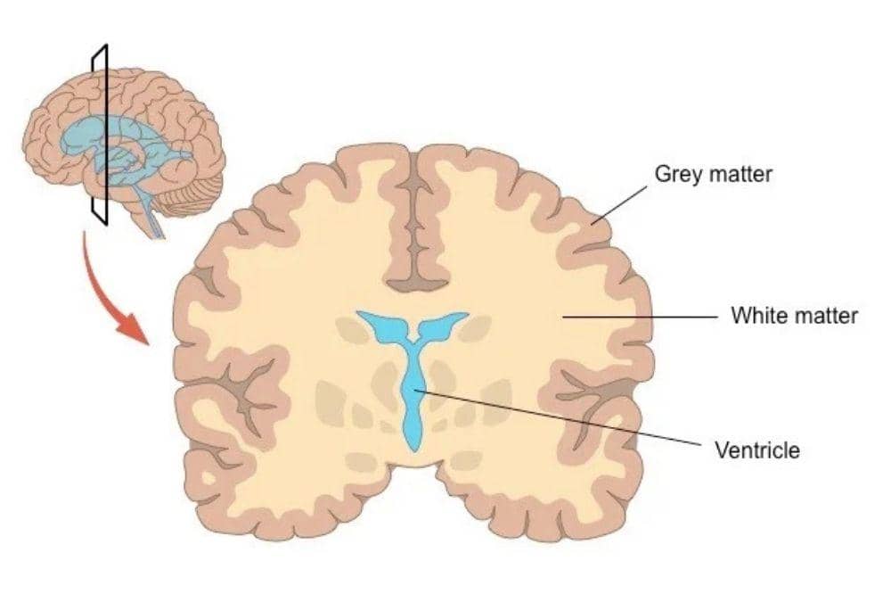 Gray matter pada otak mengalami perubahan saat perempuan hamil