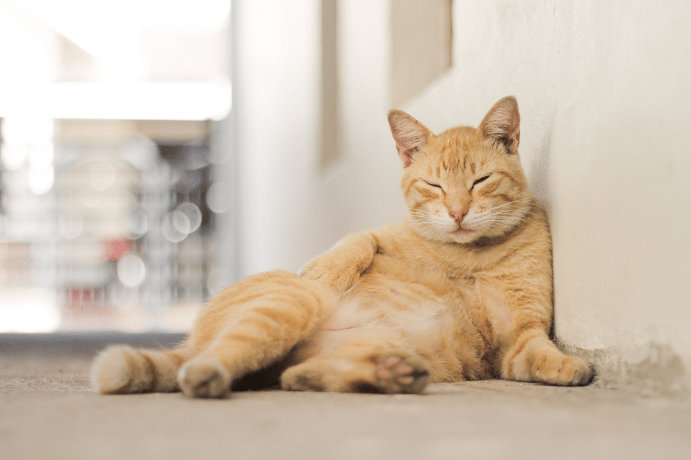 Pelihara Kucing di Singapura Wajib Berlisensi