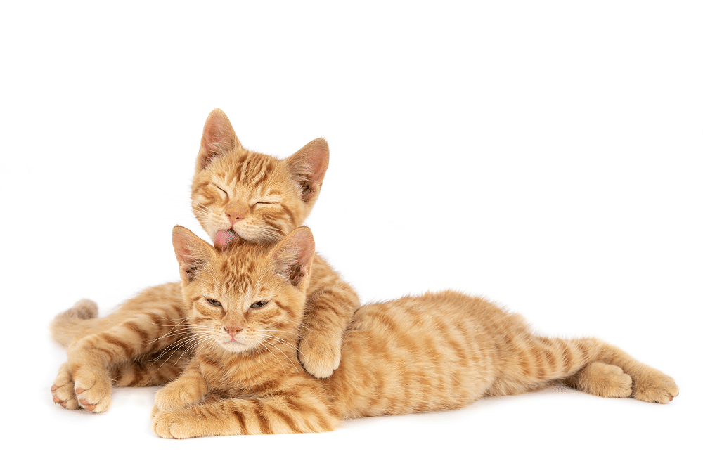 Mulai 1 September, Pelihara Kucing di Singapura Wajib Berlisensi 