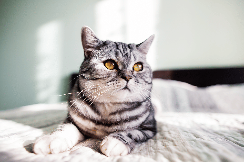 Pelihara Kucing di Singapura Wajib Berlisensi