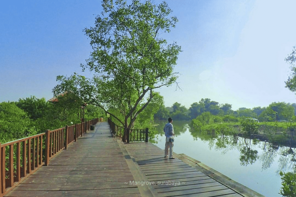Ekowisata Mangrove Wonorejo