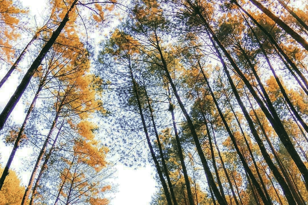 Hutan Pinus Sigrowong