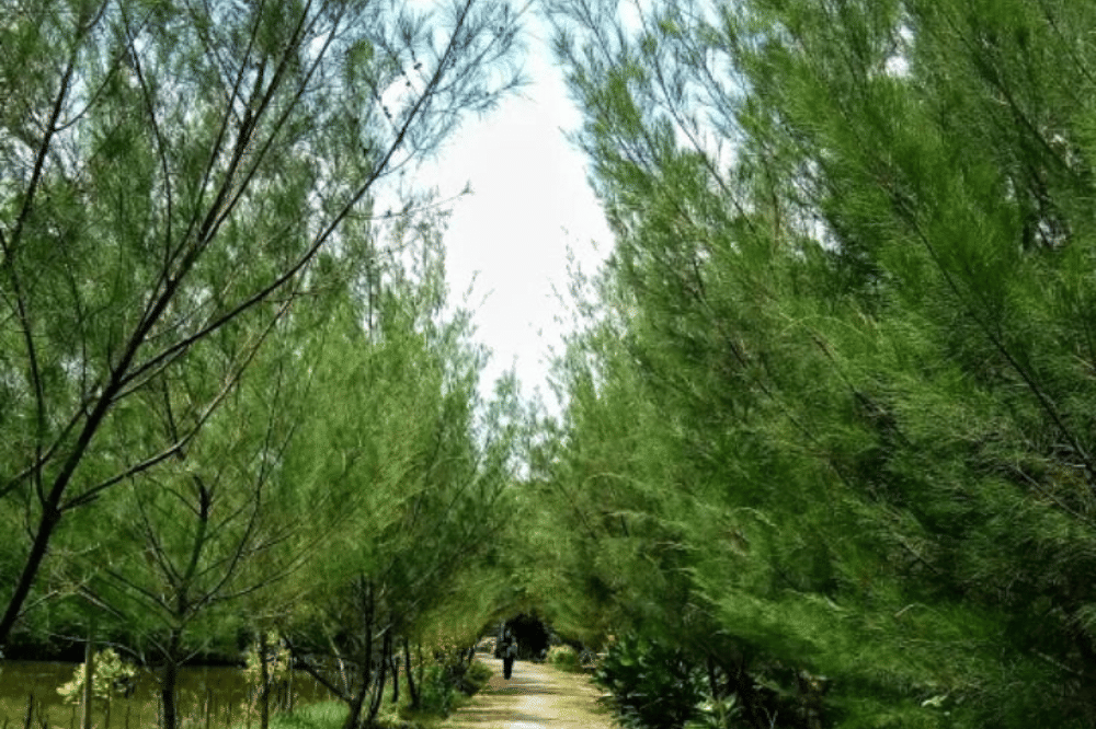 Hutan Kota Pakal