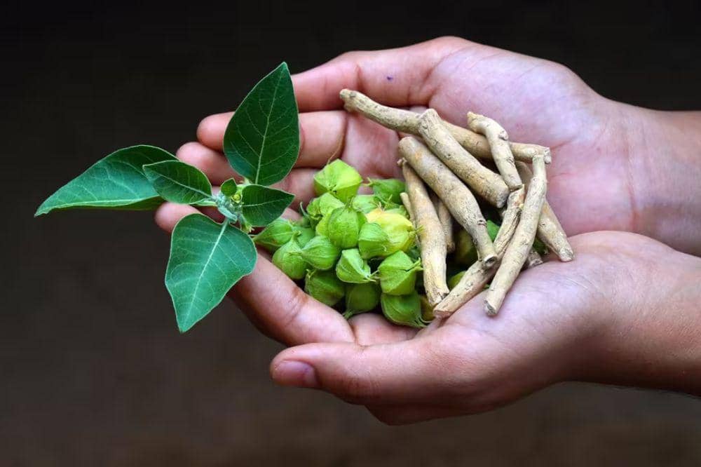 5 Manfaat Ashwagandha untuk Kesuburan Laki-Laki, Bisa Obati Mandul?