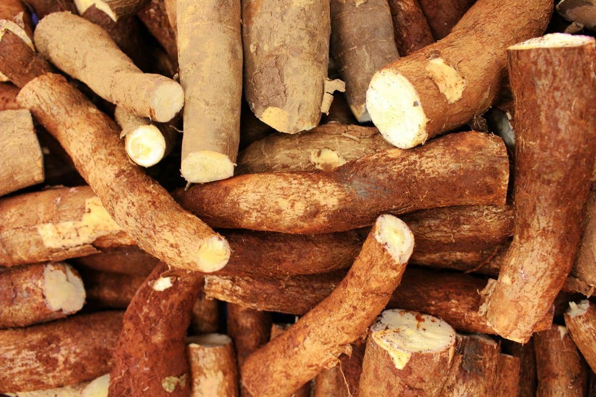 Singkong juga memiliki senyawa sianogenik alami