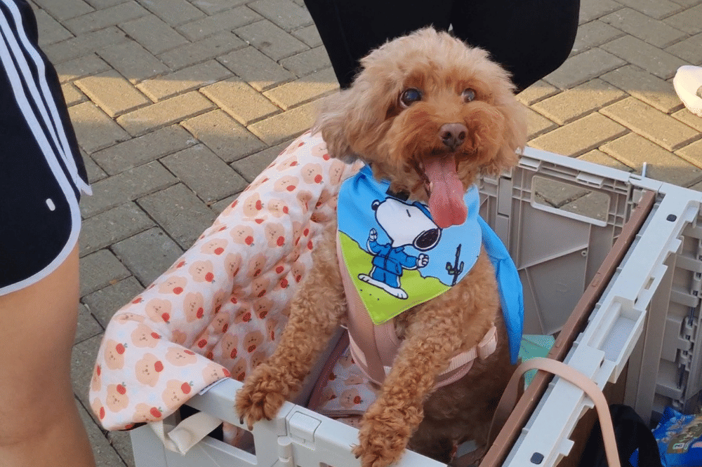 Snoopy Pawrent yang memungkinkan pemilik berlari bersama anjing kesayangan