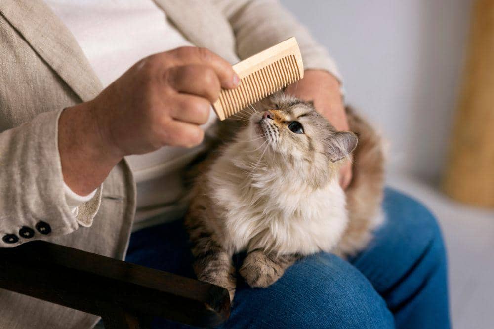 Tips aman memelihara kucing di rumah bersama bayi