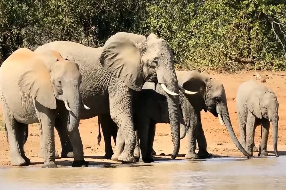 Lirik Lagu 'Gajah' Kinderflix 1